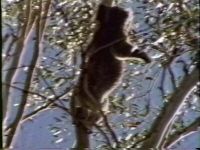 Australia: Koalas