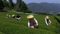 Le thé japonais à Shizuoka / MAN WITH A MISSION