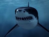 Predators Of The Deep