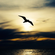 Avatar CommeUnOiseau Avatar CommeUnOiseau