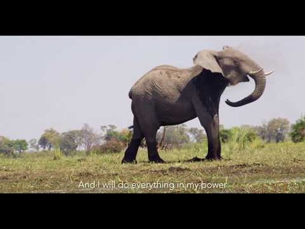 Au cœur de l'Okavango