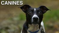 Best of K9 Adventures