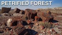 Petrified Forest National Park