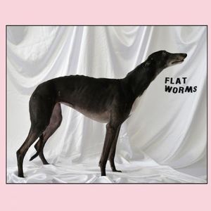 Flat Worms