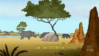 Uh-Oh Ostrich