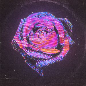 Rose (Single)
