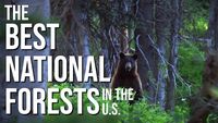 Best of National Forests
