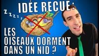 Idée reçue #1 : Les oiseaux dorment dans un nid ?