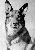 Rin Tin Tin