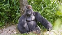 Animals Behaving Badly