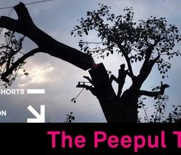 image-https://media.senscritique.com/media/000019462158/0/the_peepul_tree.jpg