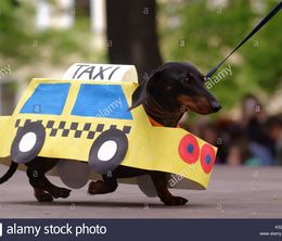 image-https://media.senscritique.com/media/000019463251/0/quatre_taxis_et_un_teckel.jpg