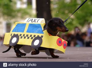 Quatre taxis et un teckel