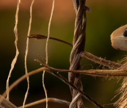 image-https://media.senscritique.com/media/000019464558/0/nature.png