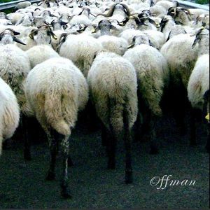 Offman (EP)