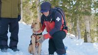 Chiens davalanche et brigade de beagles