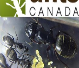 image-https://media.senscritique.com/media/000019486522/0/Ants_Canada.jpg