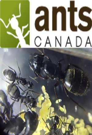 AntsCanada