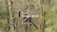 Wild Swaziland