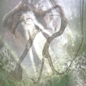XPETAL (EP)
