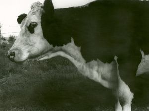 The Cow's Drama