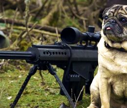 image-https://media.senscritique.com/media/000019526239/0/sniper_pug.jpg