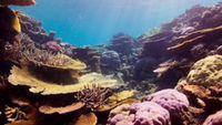 Planète bleue : Les récifs de corail