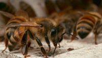Thérapie des piqûres d'abeille