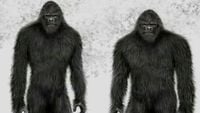 The Bigfoot Phenomenon