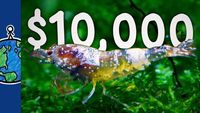 The World's Most Expensive Shrimp ($10k)