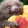 Avatar Slothkun00 Avatar Slothkun00