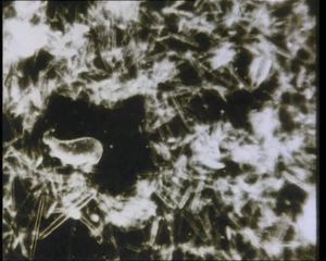 Microbes contenus dans l'intestin d'une souris