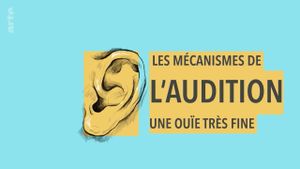 Les mécanismes de l'audition : Une ouïe très fine