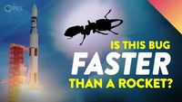 The Fastest Animals Are Way Faster Than You Think