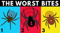 What Are the WORST Bug Bites To Get?