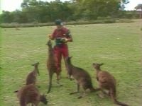 Kangaroo Island (AUSTRALIE)