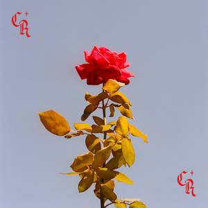 City Rose (EP)