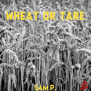 Wheat or Tare (Single)