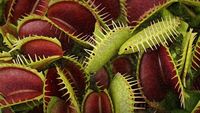 How Plants Became Carnivores