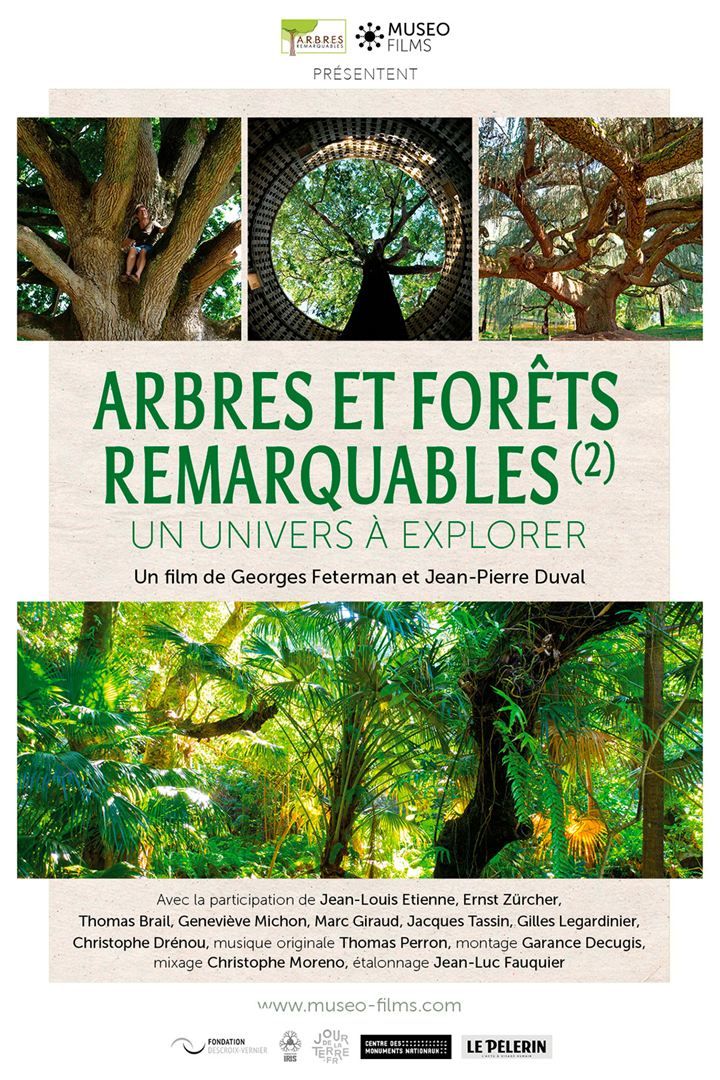 Arbres Et Forêts Remarquables Un Univers à Explorer