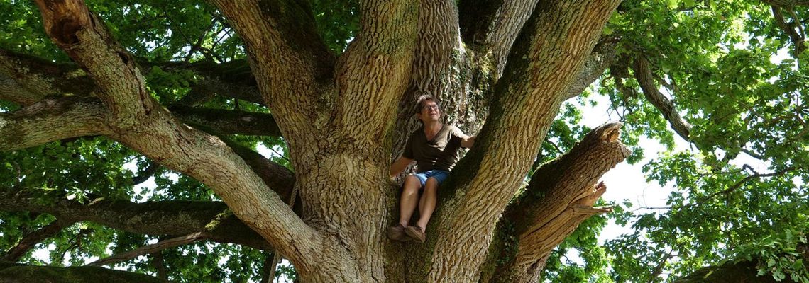 Cover Arbres et forêts remarquables, un univers à explorer