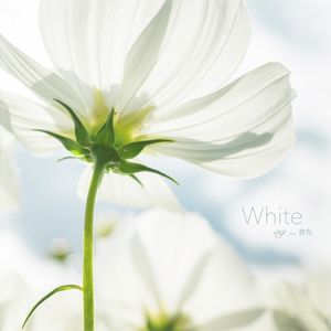 White (Single)