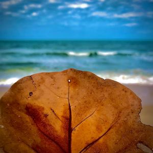Surf's Up in Senegal (Single)