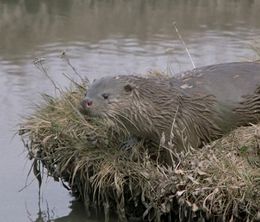 image-https://media.senscritique.com/media/000019694051/0/tarka_the_otter.jpg