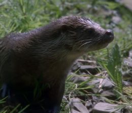 image-https://media.senscritique.com/media/000019694053/0/tarka_the_otter.jpg