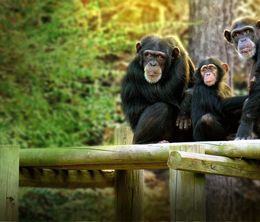 image-https://media.senscritique.com/media/000019706425/0/rencontre_avec_les_chimpanzes.jpg