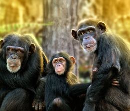 image-https://media.senscritique.com/media/000019706426/0/rencontre_avec_les_chimpanzes.jpg