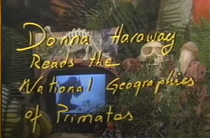 Donna Haraway reads the National Geographic of Primates