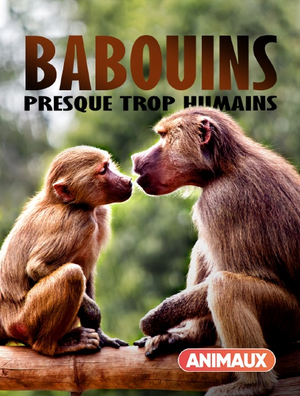 Babouins : presque trop humains