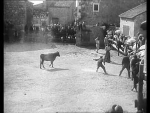 Course de taureaux provençale